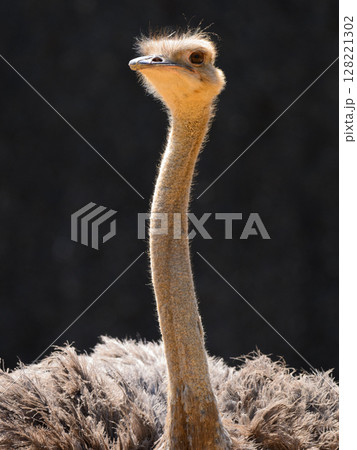 大きなダチョウの小さな頭部 128221302