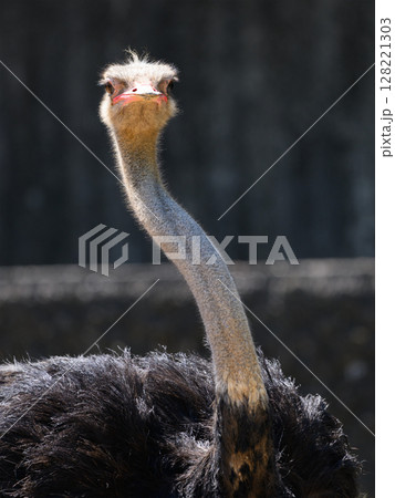 ダチョウのS字首 128221303