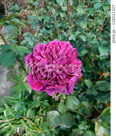 バラ　プロスペロ　 128221327