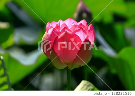 開きかけの蓮の花 128221516