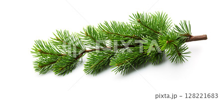 Pine branch. Green pine branch on a white background. 128221683