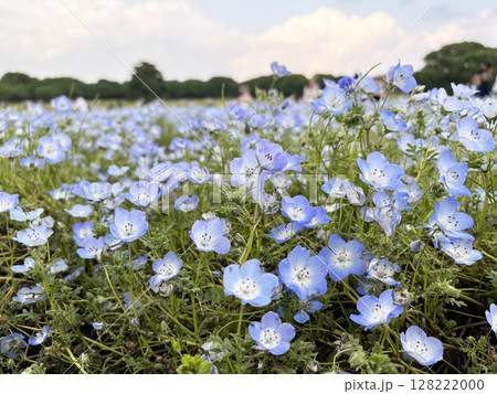 お花畑 128222000