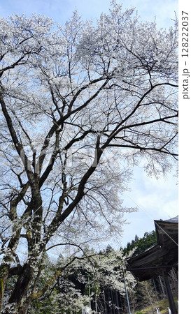 根尾谷淡墨桜 128222037
