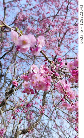 根尾谷淡墨桜 128222043