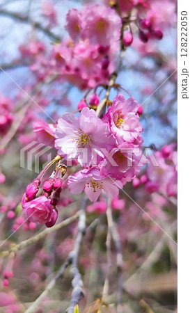 根尾谷淡墨桜 128222050