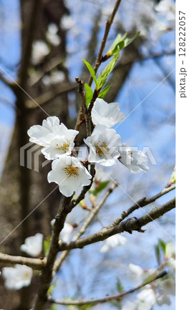 根尾谷淡墨桜 根尾谷淡墨桜 128222057