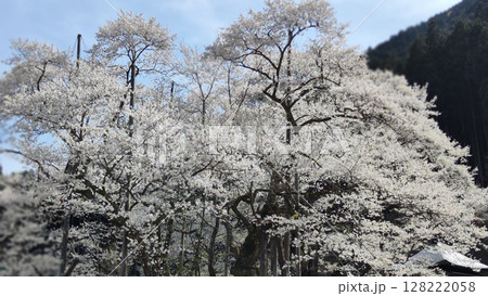 根尾谷淡墨桜 根尾谷淡墨桜 128222058