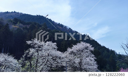 根尾谷淡墨桜 128222060