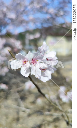 根尾谷淡墨桜 128222076