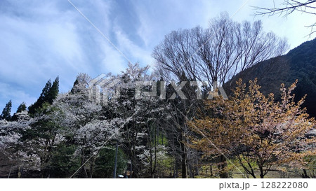 根尾谷淡墨桜 根尾谷淡墨桜 128222080