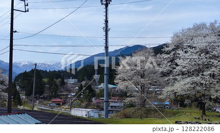根尾谷淡墨桜 128222086