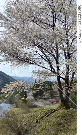 根尾谷淡墨桜 128222090
