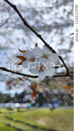 根尾谷淡墨桜 128222096