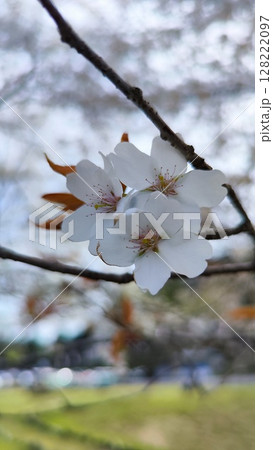 根尾谷淡墨桜 128222097