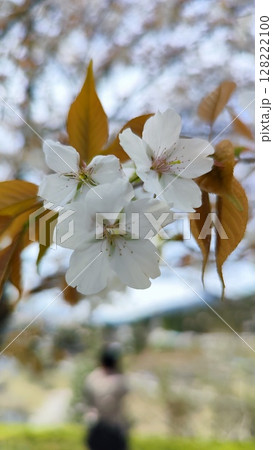根尾谷淡墨桜 128222100