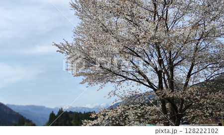 根尾谷淡墨桜 128222102