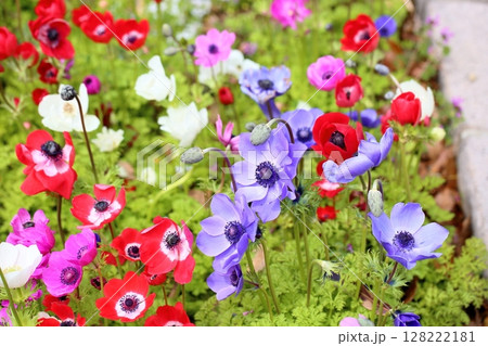 アネモネの花 アネモネの花 128222181