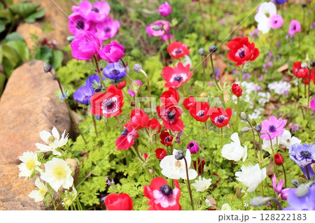 アネモネの花 128222183
