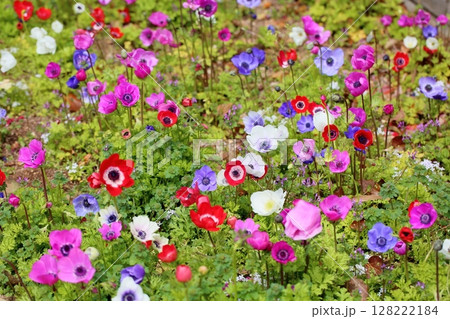 アネモネの花 128222184