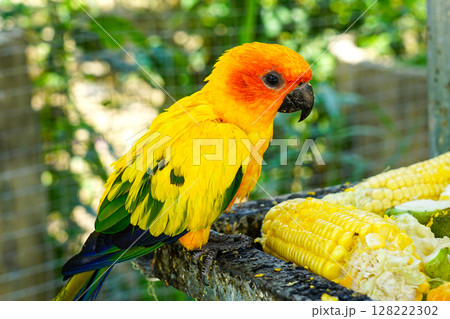 Bright Sun Conure Feasting on Corn in a Tropical Aviary under Sunlight in Mui Ne, Vietnam 128222302