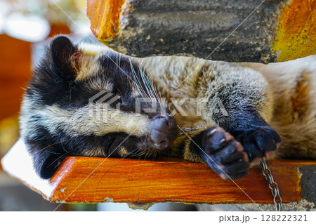 Chained Palm Civet Resting in Captivity, Source of the Controversial Civet Coffee Production Chained Palm Civet Resting in Captivity, Source of the Controversial Civet Coffee Production 128222321
