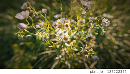 Erigeron annuus - formerly Aster annuus, the annual fleabane, daisy fleabane, or eastern daisy fleabane, is a species of herbaceous flowering plant, annual or biennial, in the family Asteraceae 128222355