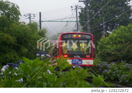 箱根登山電車・あじさい電車 箱根登山電車・あじさい電車 128222672