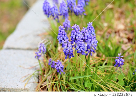 ムスカリの花 ムスカリの花 128222675