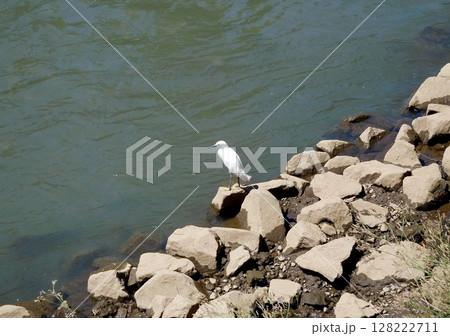 コサギ　横浜　帷子川 128222711