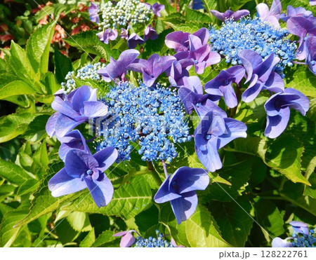 アジサイ 128222761