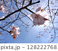 山桜の光景 夢の郷公園／写真 128222768