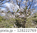 江戸彼岸の桜木 春色  ／写真 128222769