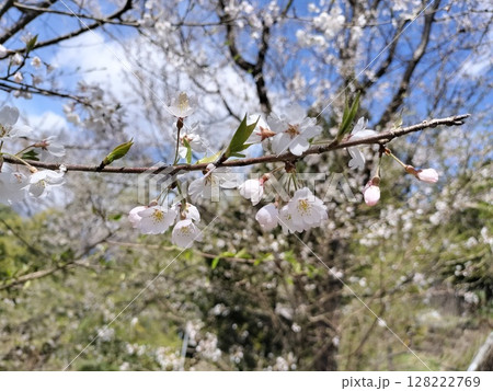 江戸彼岸の桜木 春色  ／写真 128222769
