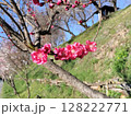 赤色の桃花 大王わさび農場／写真 128222771