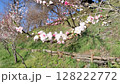 白色の桃花 大王わさび農場／写真 128222772