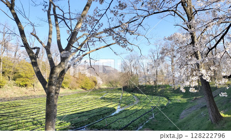 桜とわさび農場 大王わさび農場／写真 128222796