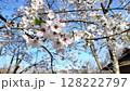 桜と青空 大王わさび農場／写真 128222797