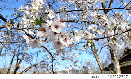桜と青空 大王わさび農場／写真 128222797