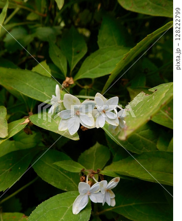 ヤマアジサイ　静香　イングリッシュガーデン 128222799