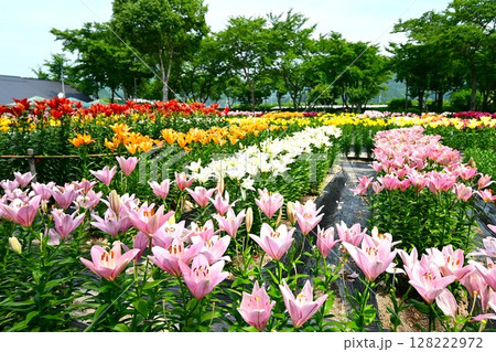 色鮮やかな満開のゆり園 128222972