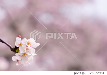 満開の桜が彩る春空 128222981