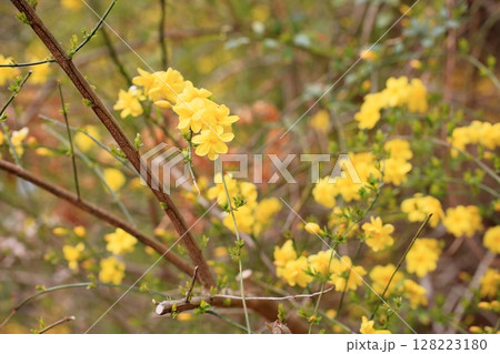 オウバイの花 128223180