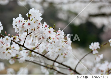 ソメイヨシノの花 満開 ソメイヨシノの花 満開 128223185