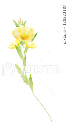 月見草の花の水彩画 月見草の花の水彩画 128223187