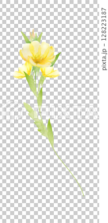 月見草の花の水彩画 月見草の花の水彩画 128223187