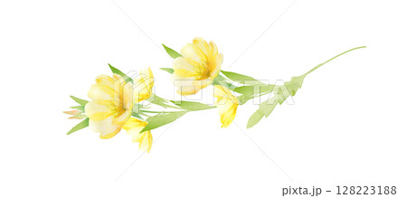 月見草の花の水彩画 128223188