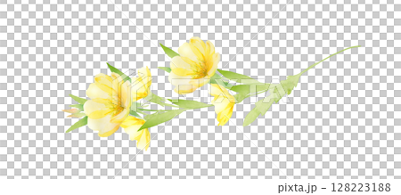 月見草の花の水彩画 128223188