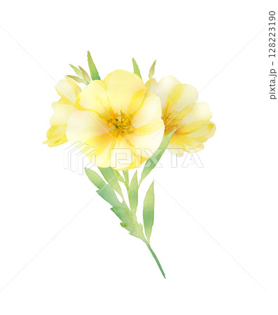 月見草の花の水彩画 128223190