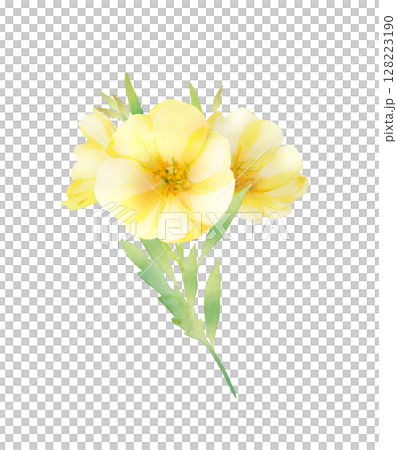 月見草の花の水彩画 128223190