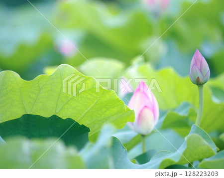 これから見頃を迎える7月上旬の蓮の池 128223203